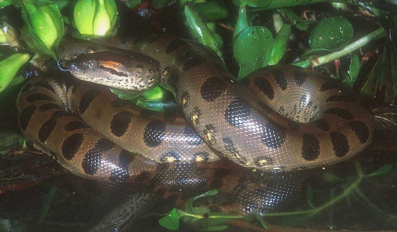 Анаконда eunectes murinus