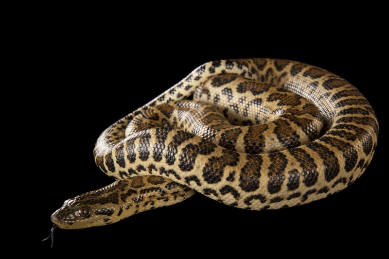 Анаконда eunectes murinus