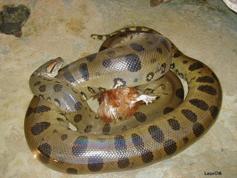 Анаконда eunectes murinus
