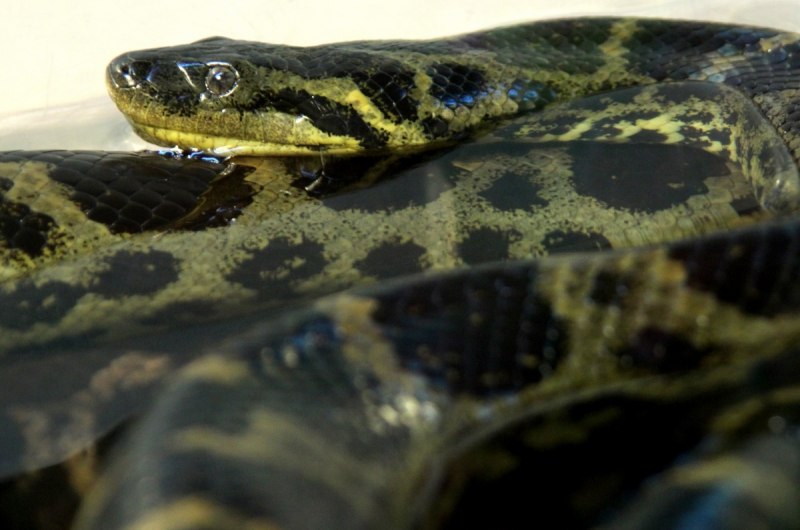 Зеленая Анаконда (eunectes murinus)