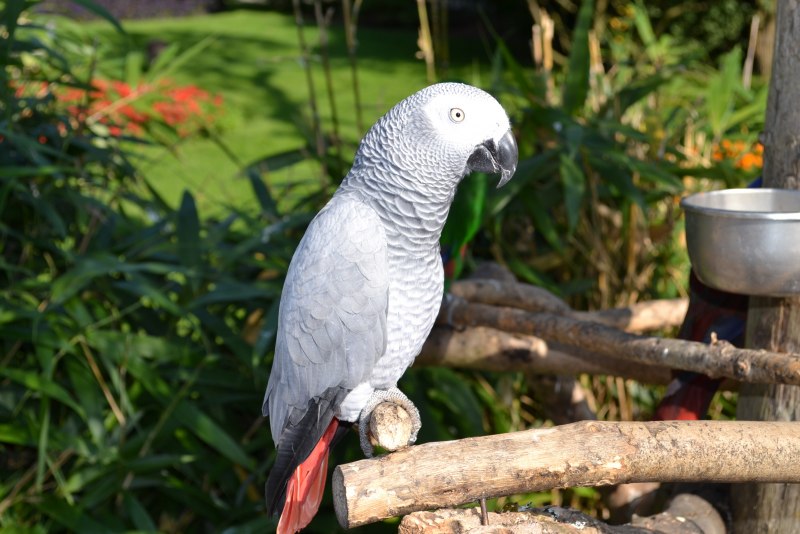 Королевский жако