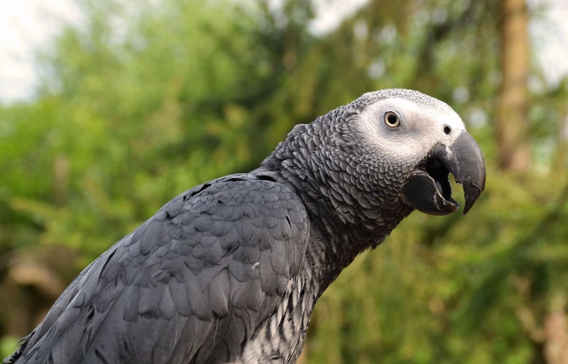 Королевский жако