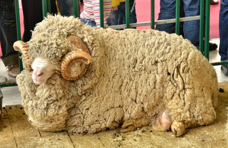 Порода овец Merinos