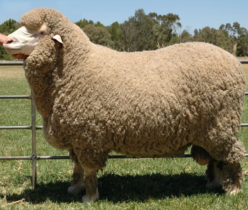 Порода овец Merinos