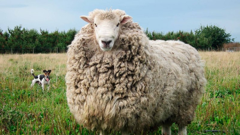 Порода овец Merinos