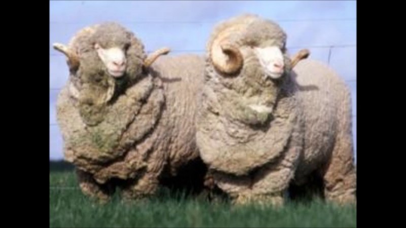 Порода овец Merinos