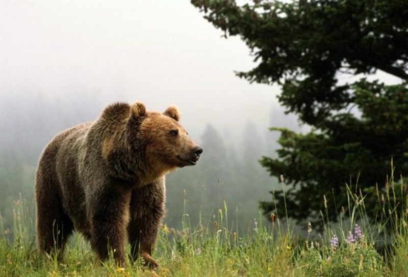 Кавказский бурый медведь (70 фото)