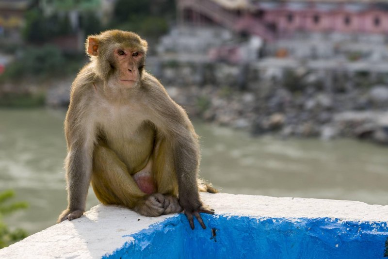 Rhesus macaque