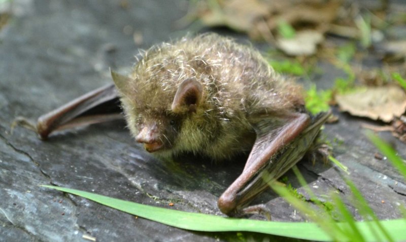 Ночница Брандта (Myotis brandtii (Eversmann, 1845))