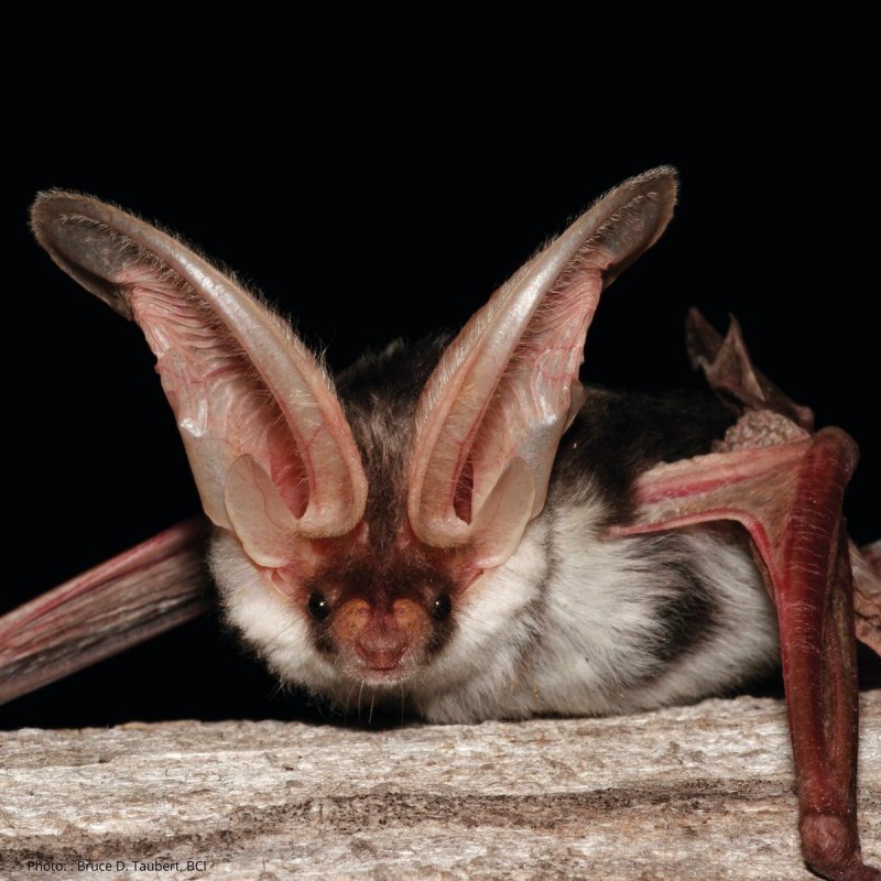 Murina leucogaster
