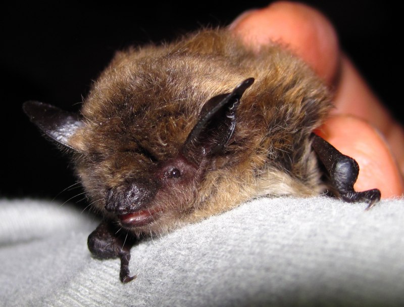 Усатая ночница Myotis mystacinus