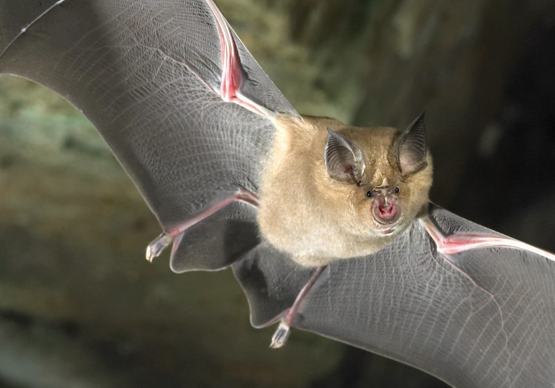 Ночница Брандта (Myotis brandtii (Eversmann, 1845))