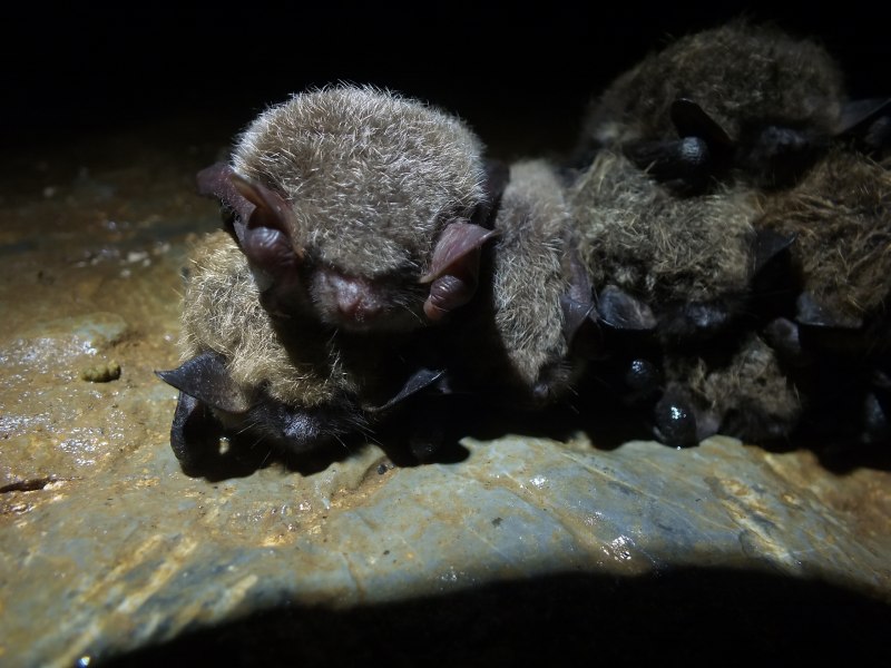 Myotis daubentoni — водяная ночница