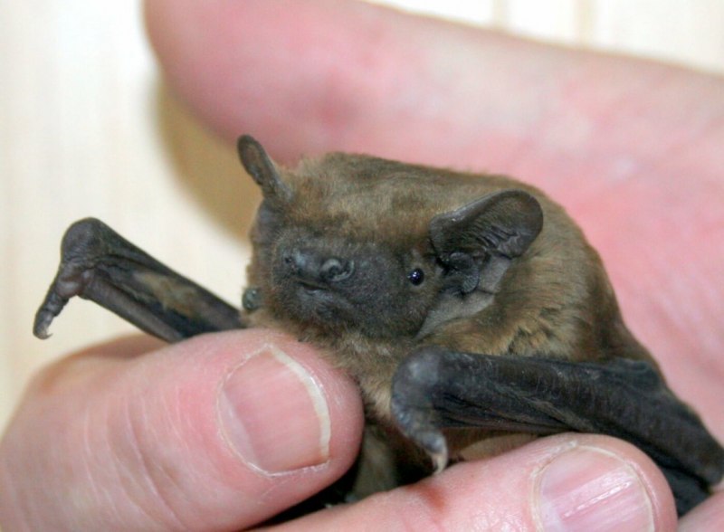 Ночница Брандта Myotis brandtii