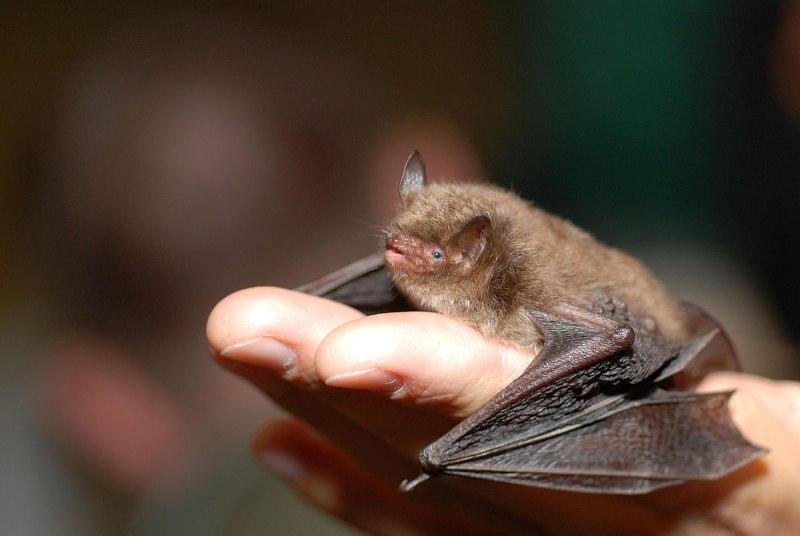 Марка Pteropus dasymallus