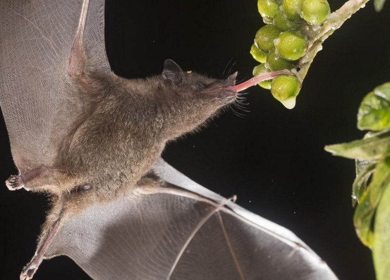 Трехцветная ночница Myotis emarginatus