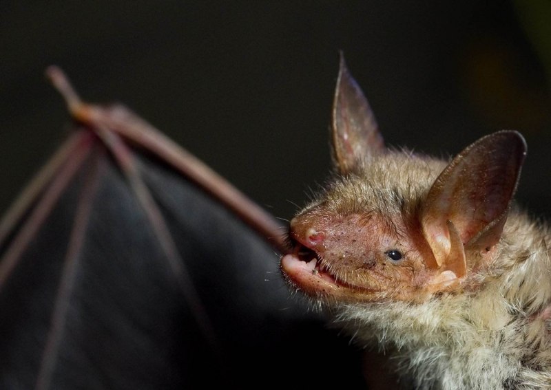 Лесной нетопырь pipistrellus nathusii