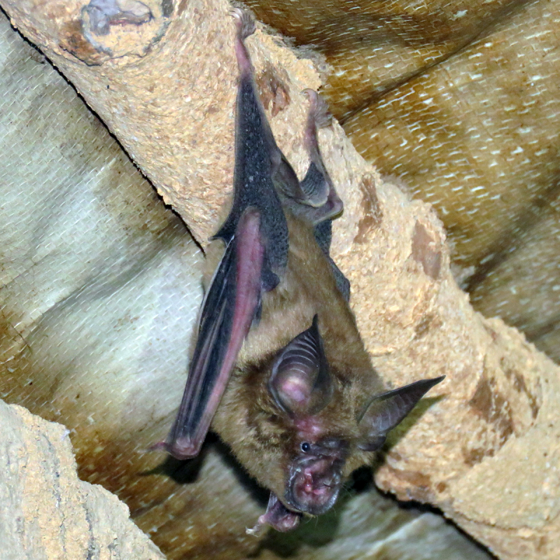 Рыжая вечерница - Nyctalus noctula (Schreber, 1774)