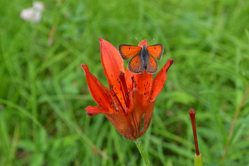 Лилия кудреватая (Lilium martagon)