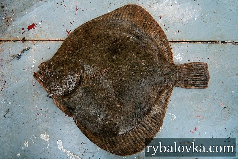 Палтус большая камбала