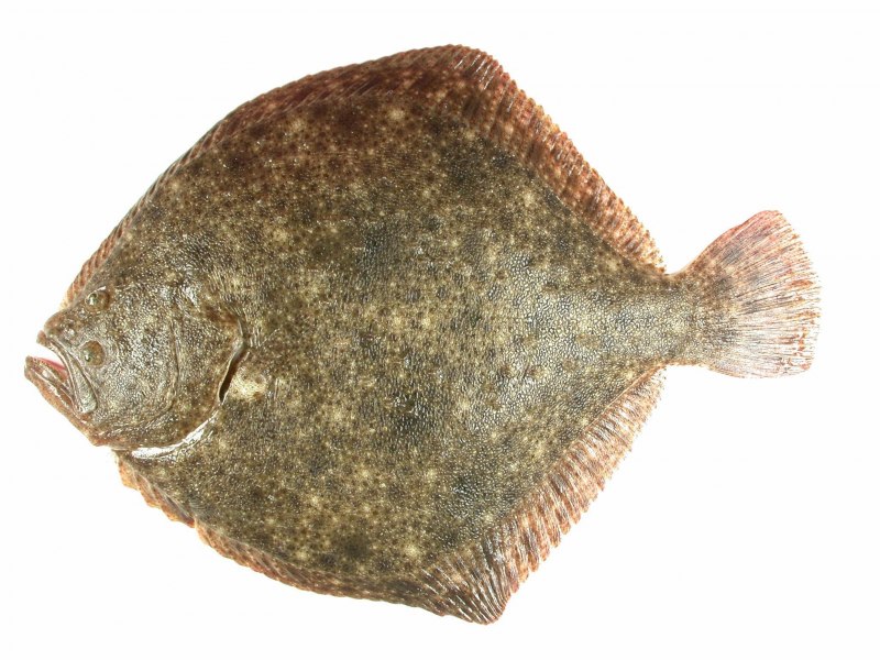 Морская камбала
