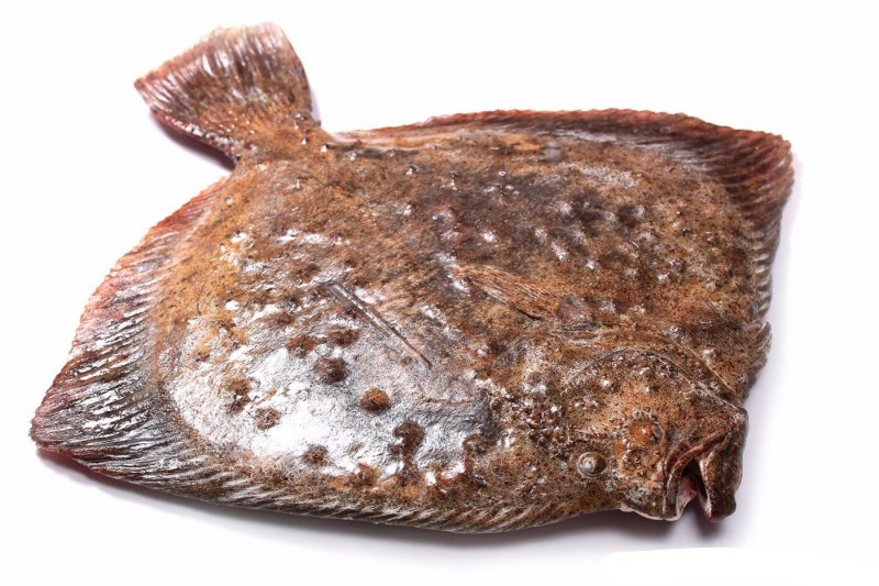 Hippoglossus stenolepis