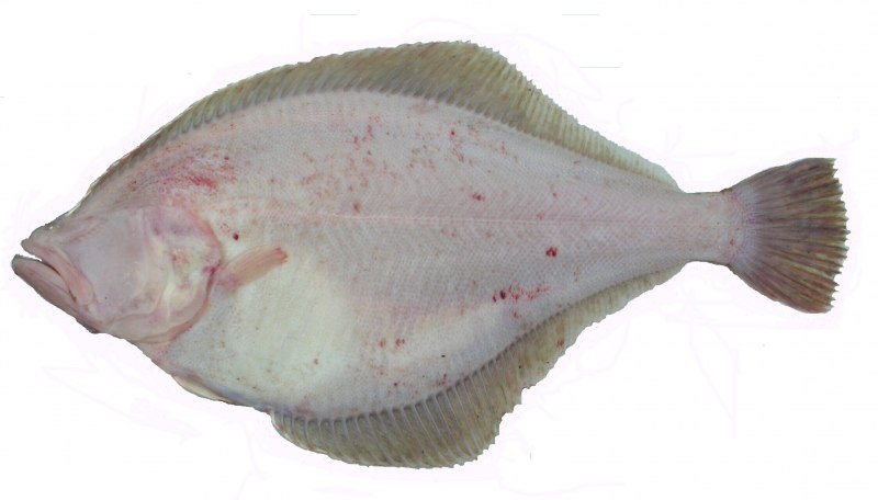Палтус белокорый Тихоокеанский (Hippoglossus stenolepis