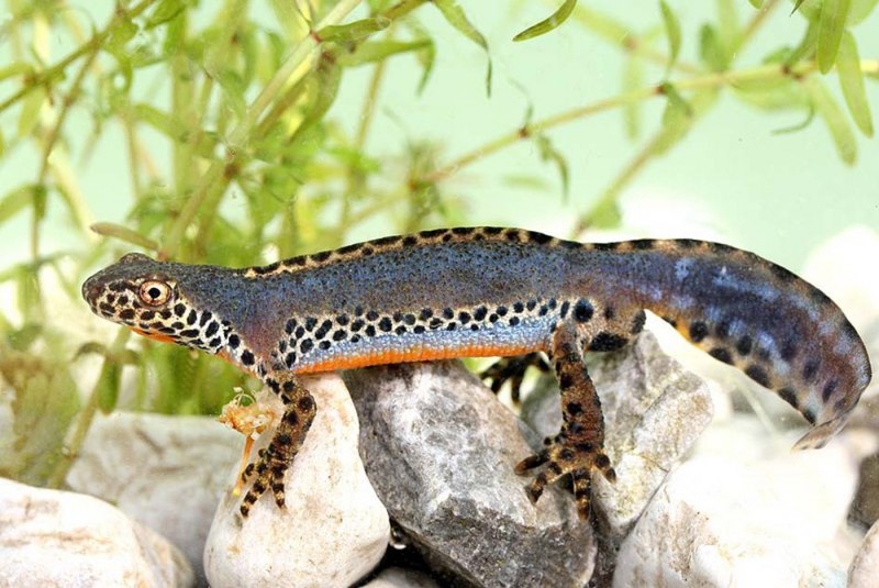 Обыкновенный Тритон Ланца Triturus vulgaris Lantzi