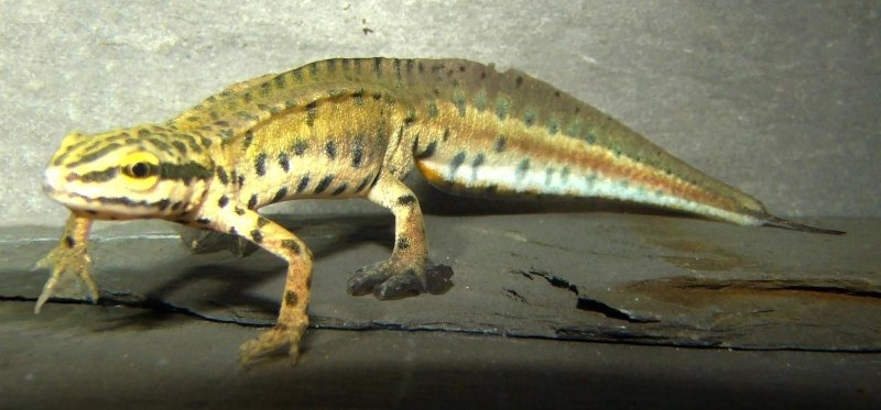 Обыкновенный Тритон Lissotriton vulgaris