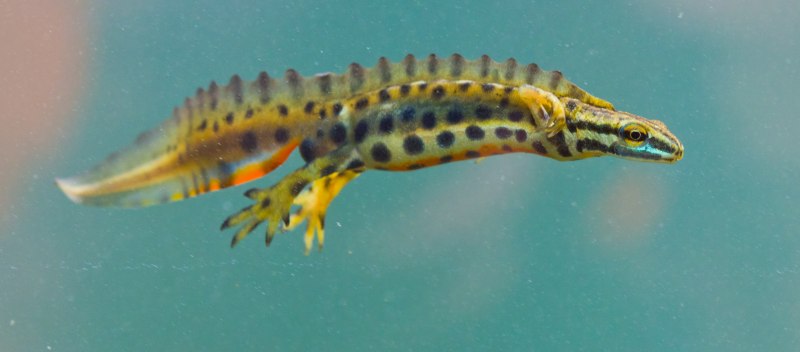 Тритон (Lissotriton vulgaris)