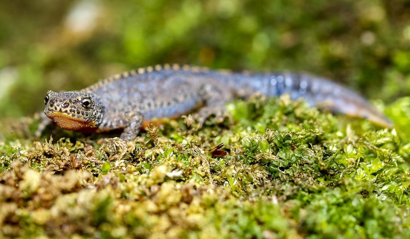 Тритон (Lissotriton vulgaris)