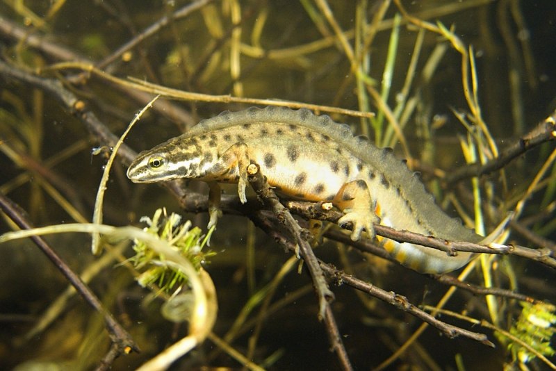 Тритон (Lissotriton vulgaris)