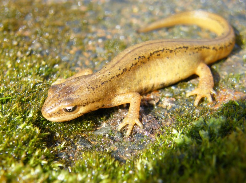 Обыкновенный Тритон (Triturus vulgaris)