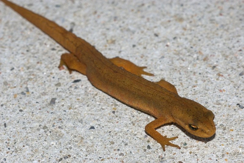 Тритон (Lissotriton vulgaris)