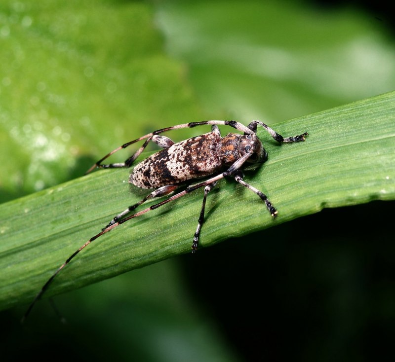 Жук усач Acanthocinus aedilis