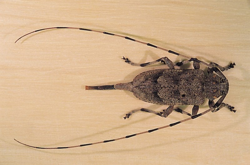 Жук усач Acanthocinus aedilis