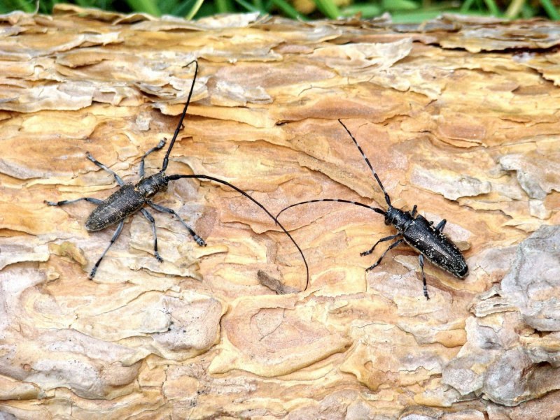 Жук усач Acanthocinus aedilis