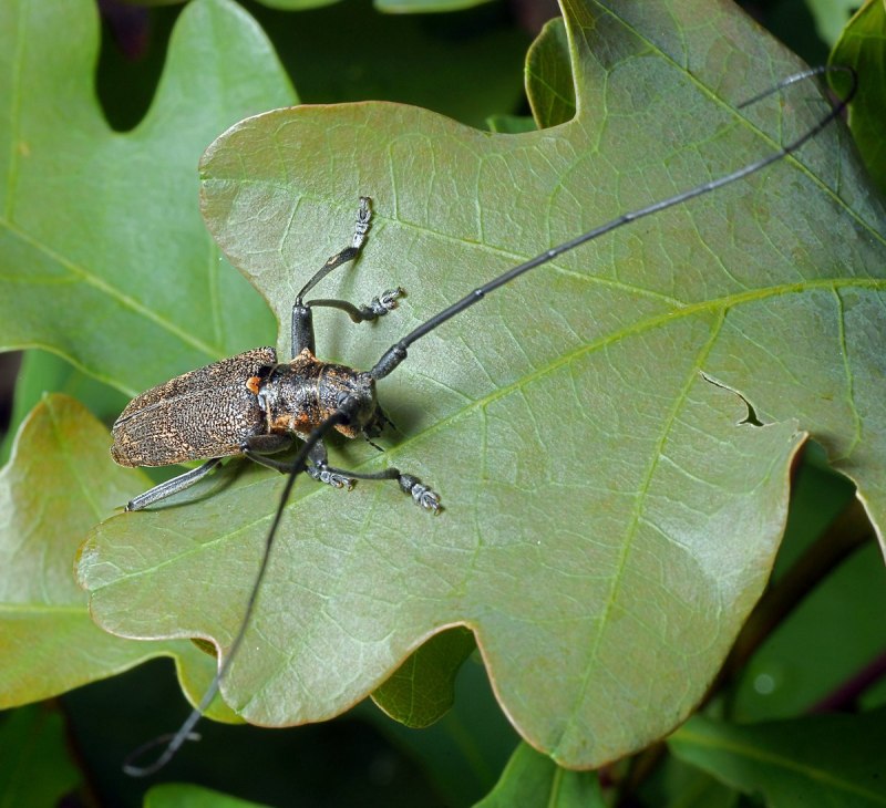 Acanthocinus aedilis