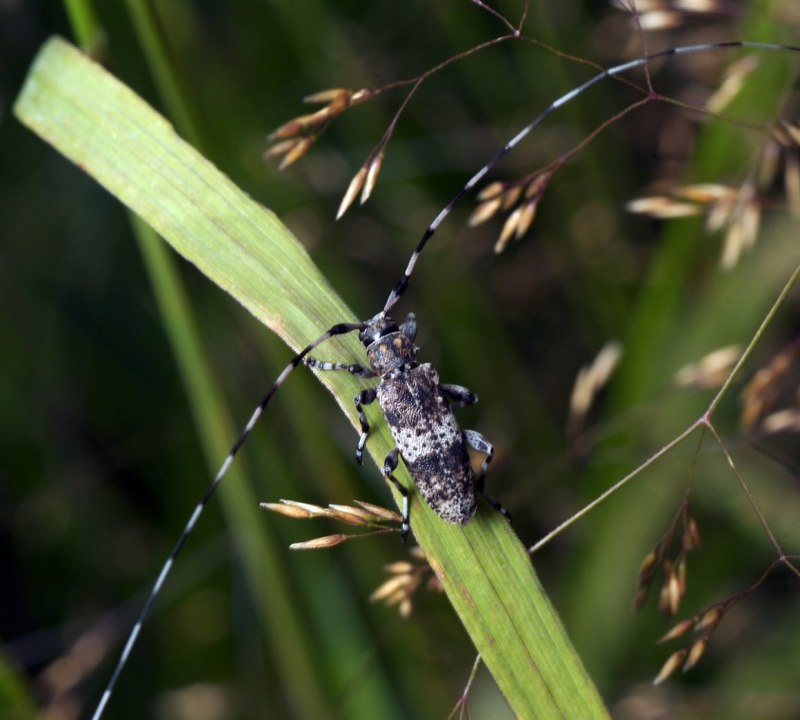 Жук усач Acanthocinus aedilis
