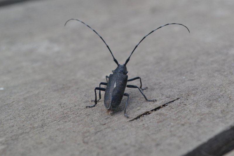 Усач длинноусый (Acanthocinus aedilis l.)