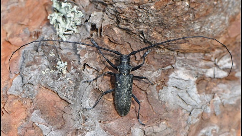 Жук усач Monochamus