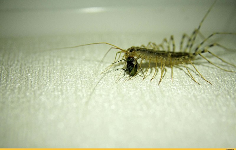 Костянка Lithobius forficatus