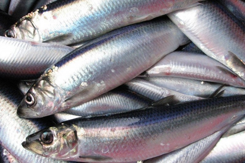 Морской змей — сельдяной Король