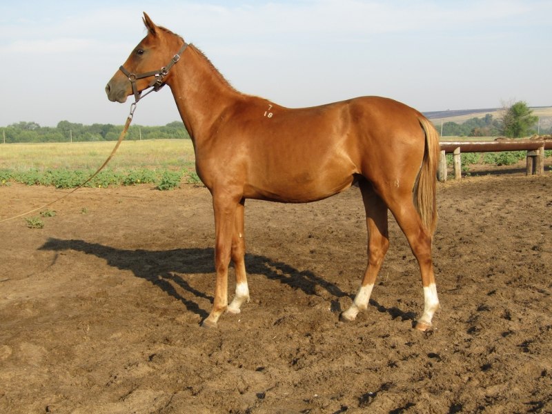 Донской конь (72 фото)