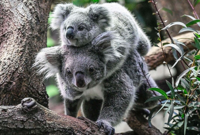 Сумчатый медведь коала (69 фото)