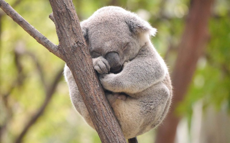 Коала славный малый