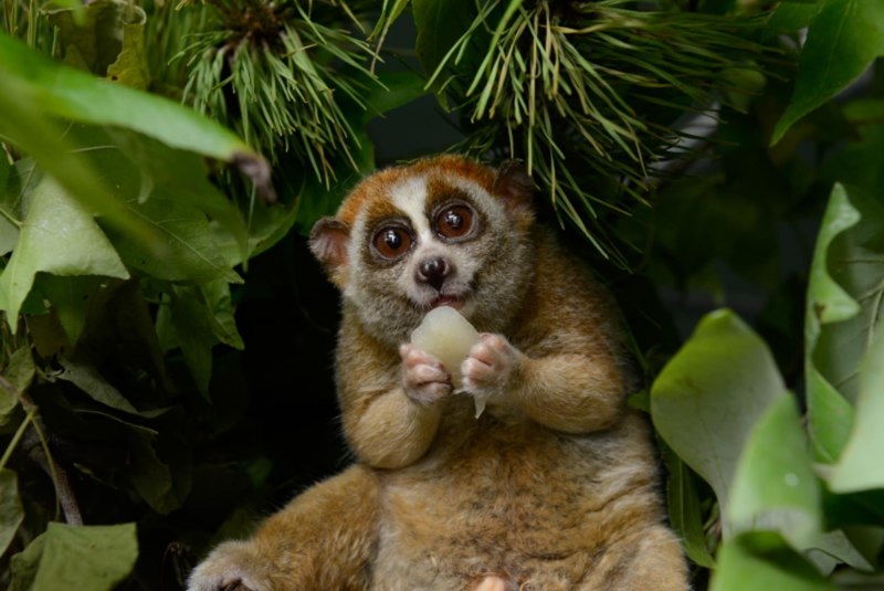 Nycticebus bengalensis