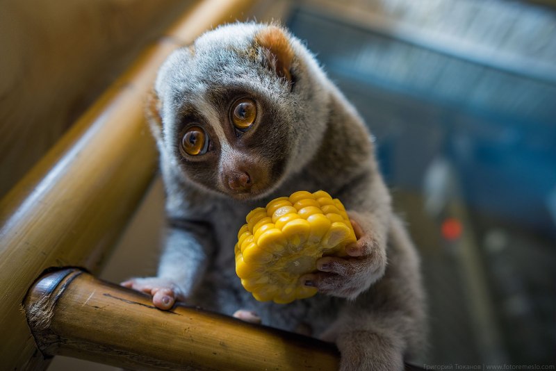 Pygmy Slow Loris