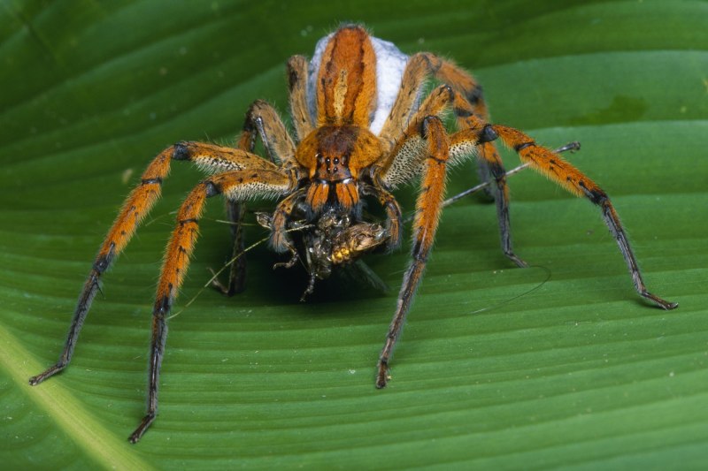 Паук delena cancerides