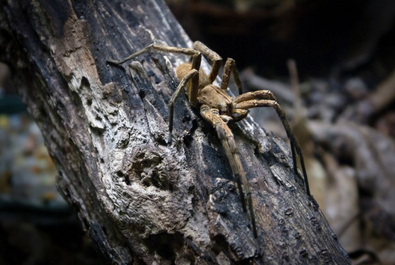 Странствующий паук австралияbanana Spider